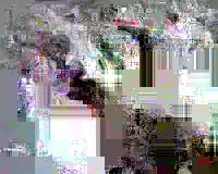 image content